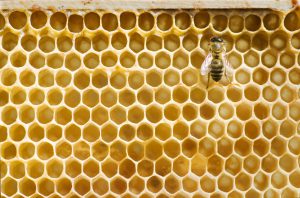 Honeybee on a comb